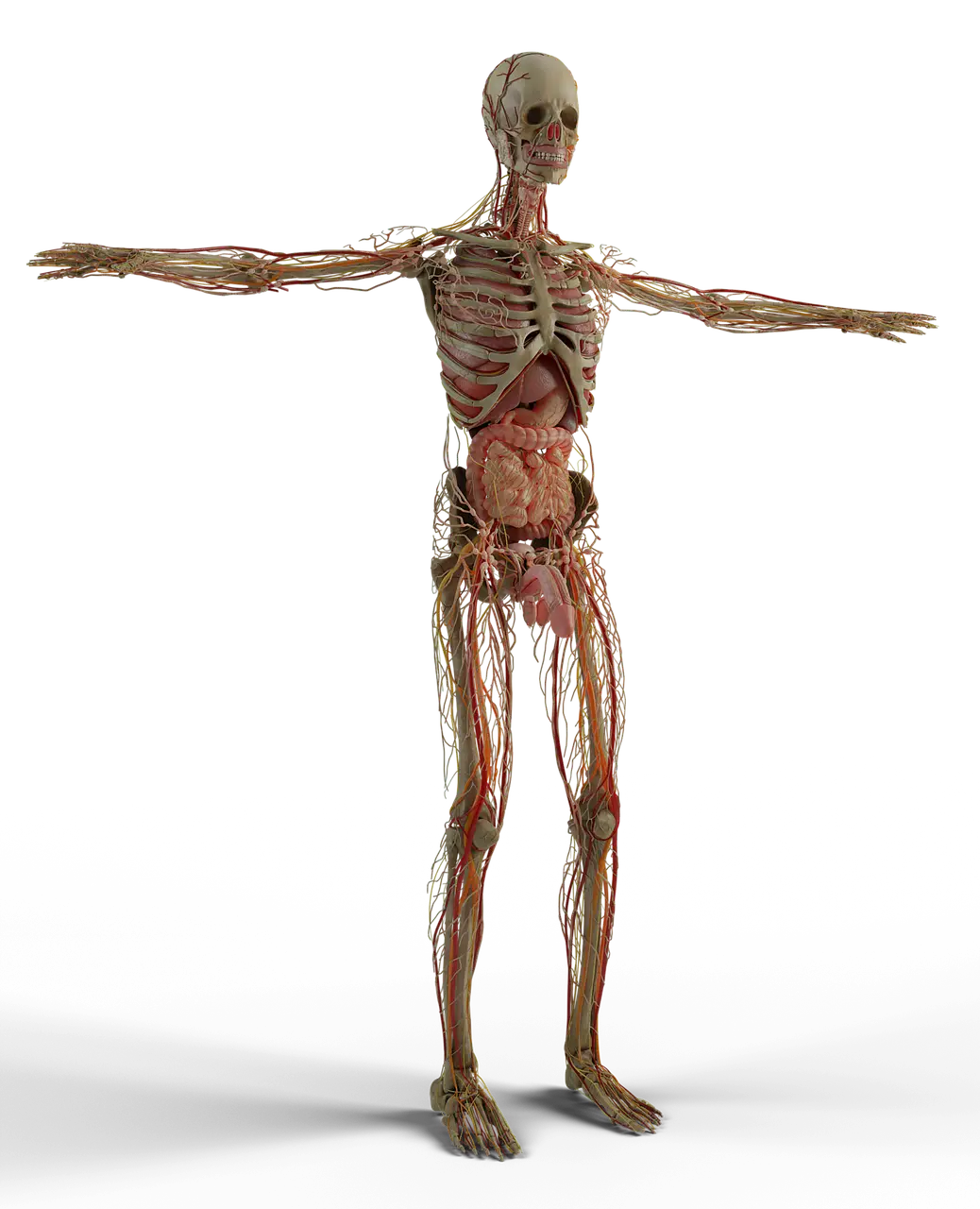 anatomy, male, male anatomy-6282617.jpg