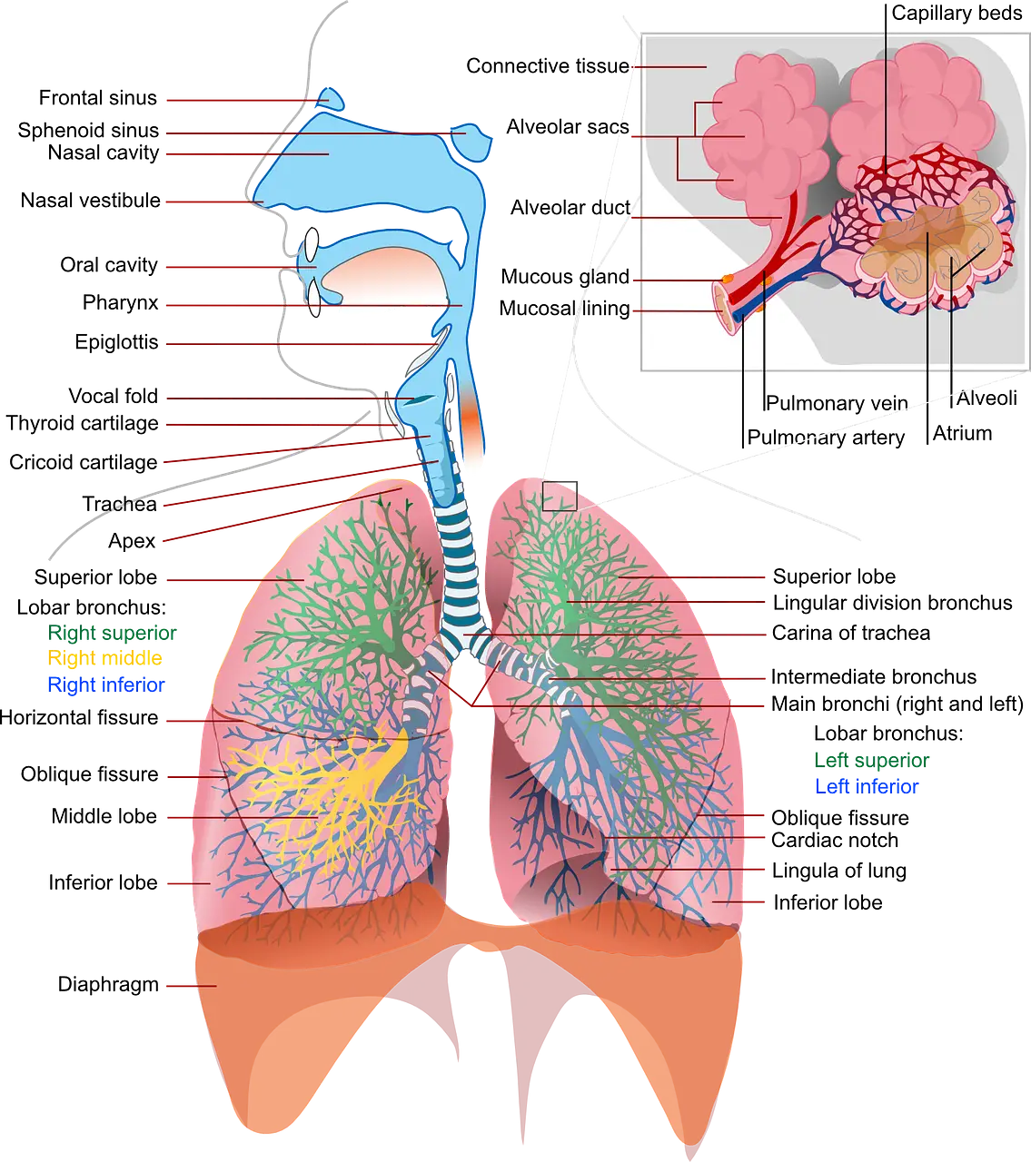 health, medicine, anatomy-41508.jpg